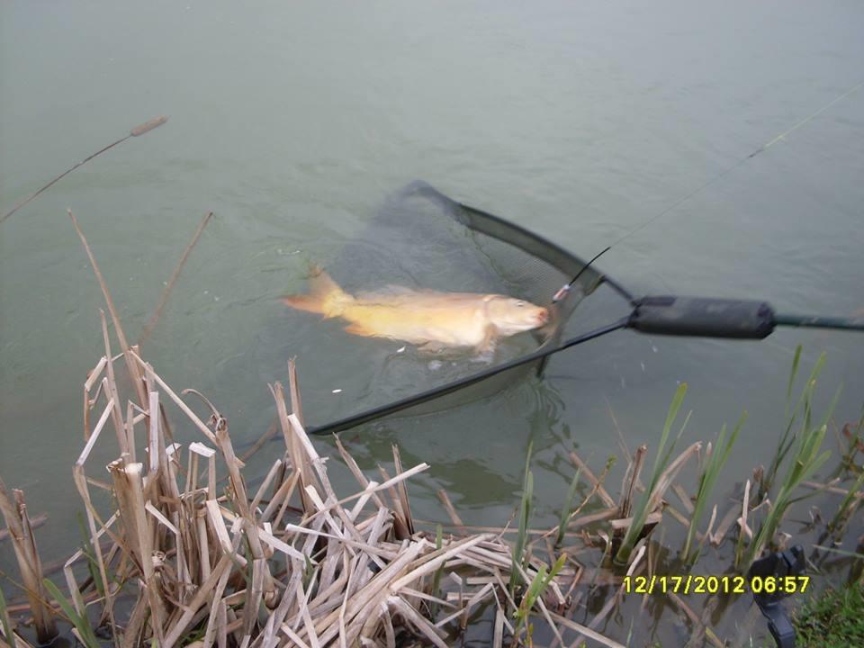 icn carp - 14827741401378870102519999229104n.jpg